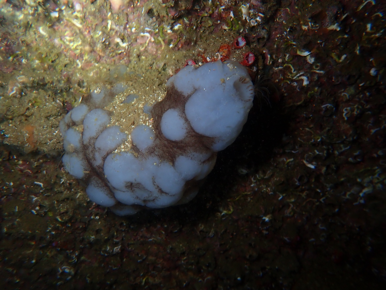 Phallusia mammillata